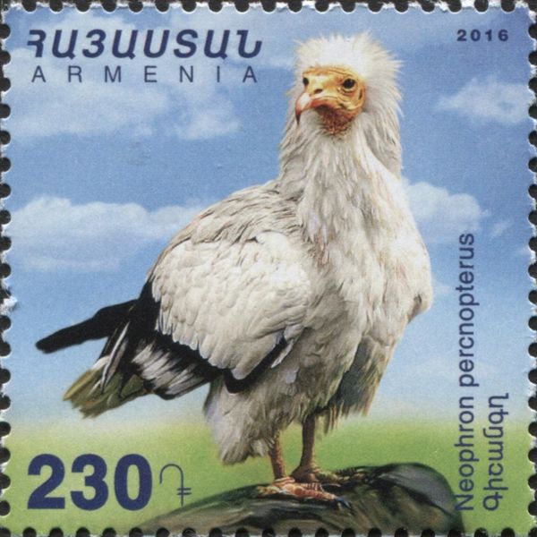 Egyptian Vulture (Neophron percnopterus)