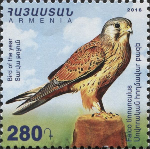 Common Kestrel (Falco tinnunculus)