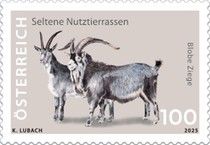 Blobe Goat