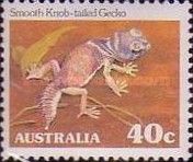 Smooth Knob-tailed Gecko (Nephrurus laevissimus) - P(12¾)