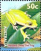 Northern Dwarf Tree Frog (Litoria bicolor)