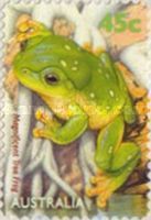 Magnificent Tree Frog (Litoria splendida)