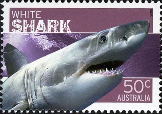 Great White Shark (Carcharodon carcharias)