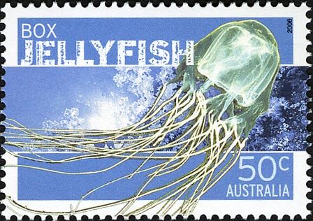 Box Jellyfish (Chironex fleckeri)