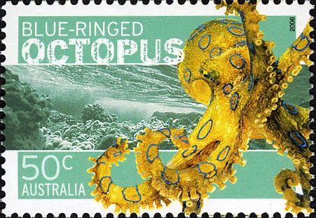 Greater Blue-ringed Octopus (Hapalochlaena lunulata)