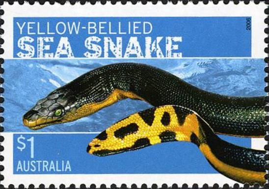 Yellow-bellied Sea Snake (Pelamis platurus)