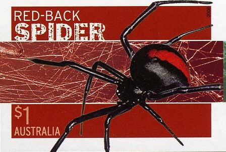 Redback Spider (Latrodectus hasselti)