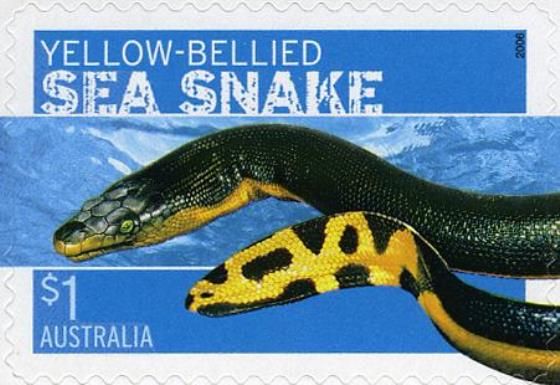 Yellow-bellied Sea Snake (Pelamis platurus)