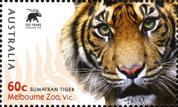 Sumatran Tiger (Panthera tigris sondaicus (Temminck 1844)