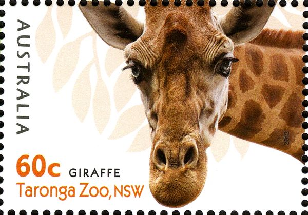 Giraffe (Giraffa camelopardalis)