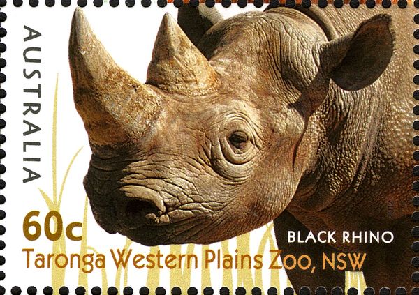 Black Rhinoceros (Diceros bicornis)