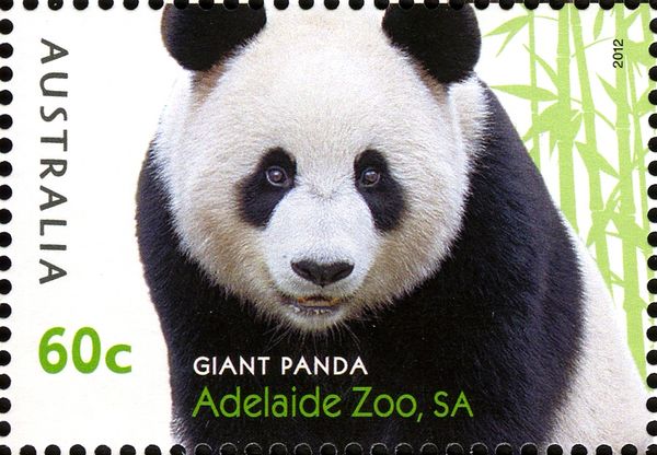 Giant Panda (Ailuropoda melanoleuca)