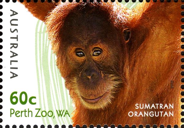 Sumatran Orangutan (Pongo abelii)