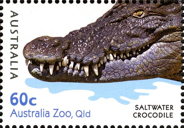 Saltwater Crocodile (Crocodylus porosus)