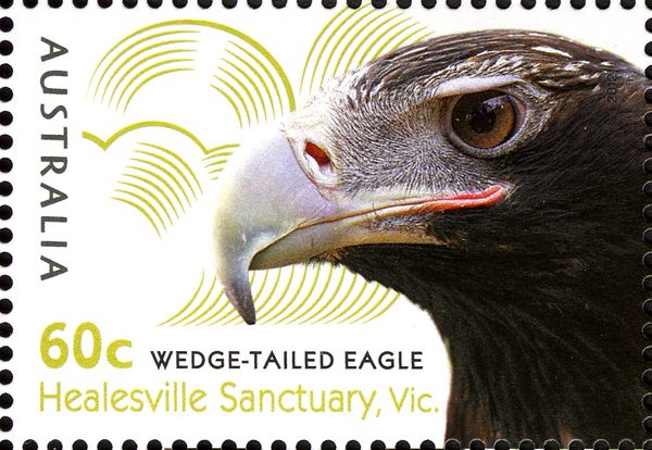Wedge-tailed Eagle (Aquila audax)