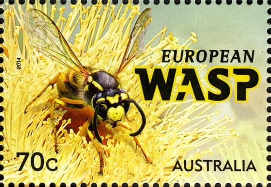 European Wasp (Vespula germanica)