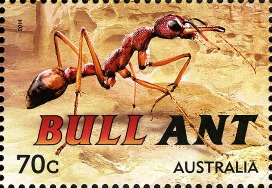 Bull Ant (Mymecia sp.)