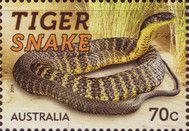 Tiger Snake (Notechis scutatum)
