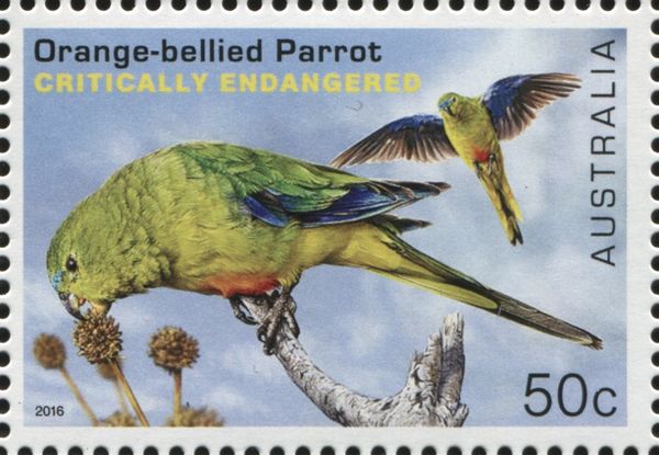 Orange-bellied Parrot (Neophema chrysogaster)
