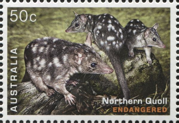 Northern Quoll (Dasyurus hallucatus)