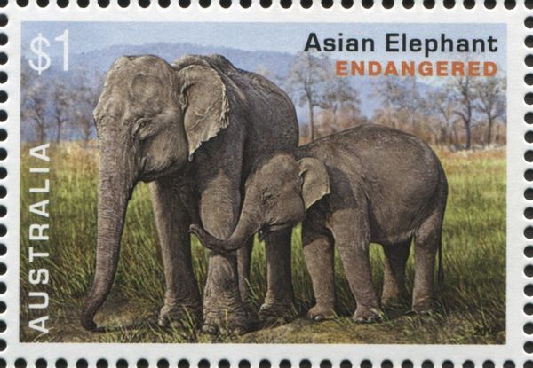 Asian Elephant (Elephas maximus)