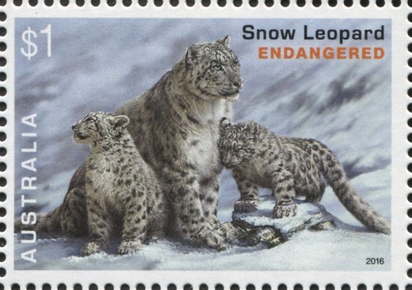 Snow Leopard (Panthera uncia syn. Uncia uncia)