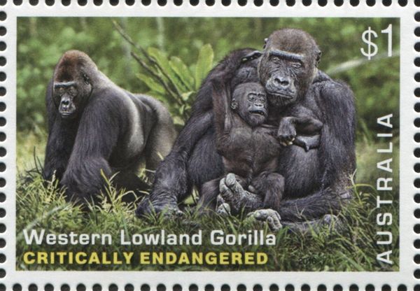 Western Lowland Gorilla (Gorilla gorilla gorilla)