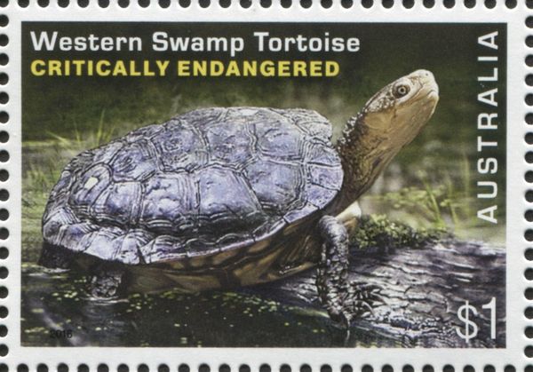 Western Swamp Tortoise (Pseudemydura umbrina)