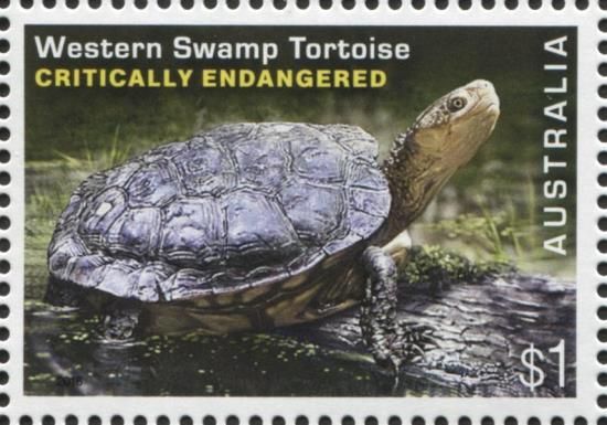 Western Swamp Tortoise (Pseudemydura umbrina)