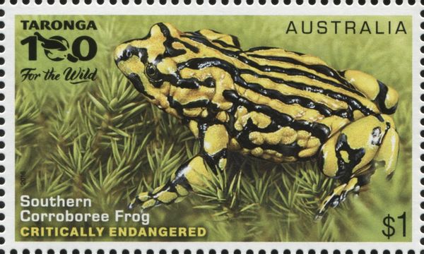 Southern Corroboree Frog (Pseudophryne corroboree)