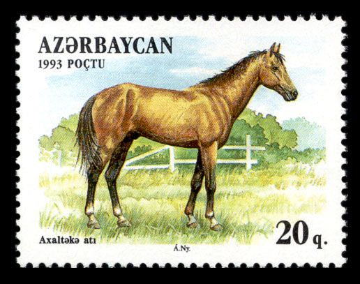 Akhalteka Horse (Equus ferus caballus)