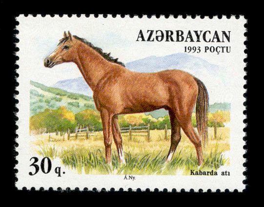 Kabarda Horse (Equus ferus caballus)