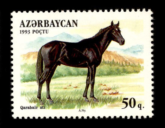 Qarabair Horse (Equus ferus caballus)
