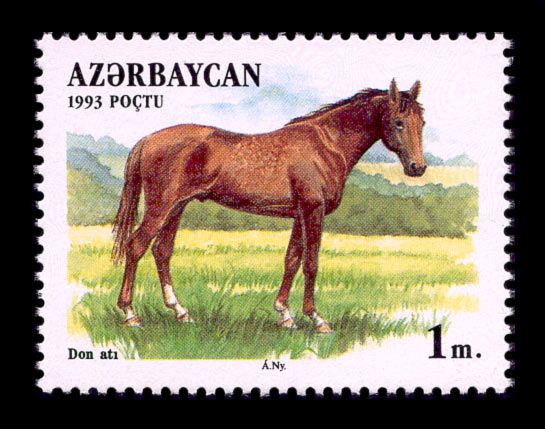 Don Horse (Equus ferus caballus)