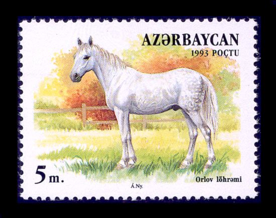 Orlov Horse (Equus ferus caballus)