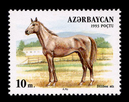 Deliboz Horse (Equus ferus caballus)
