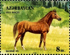 Karabakh Horse (Equus ferus caballus)