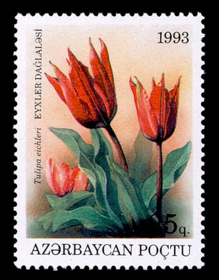 Tulipa eichleri