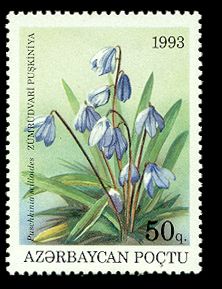 Pushkinia scilloides