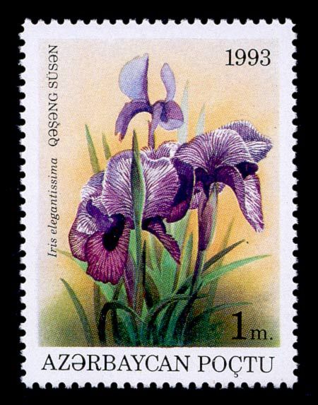 Iris elegantissima