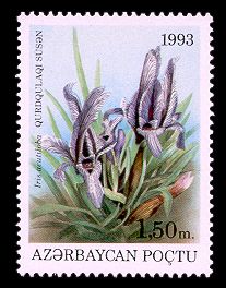 Iris acutiloba