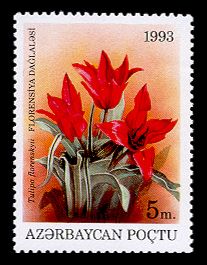 Tulipa florenskyii