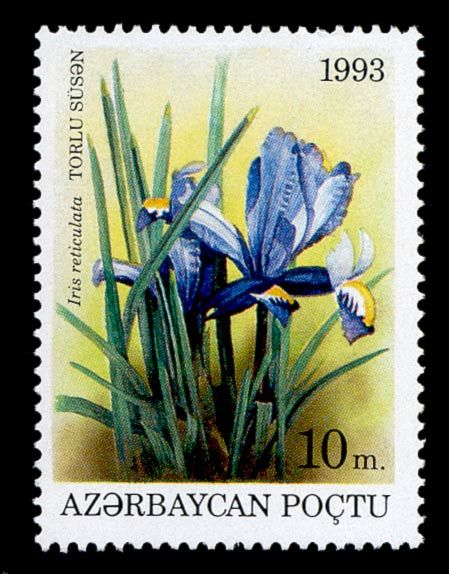 Iris reticulata