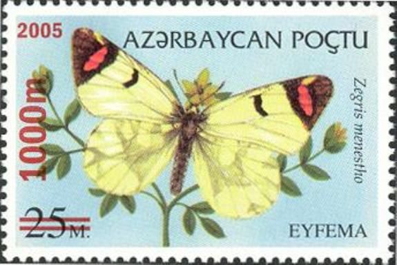 Sooty Orange Tip (Zegris eupheme menestho) 