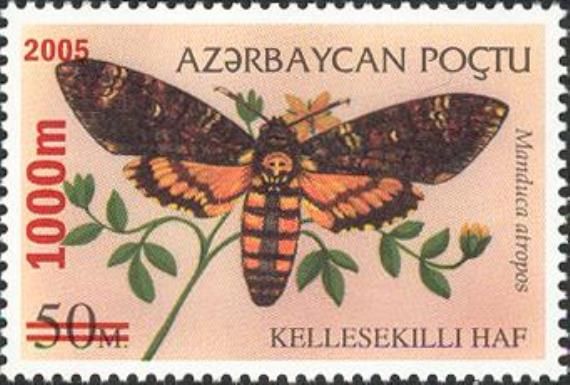 Death's Head Hawk Moth (Manduca atropos)