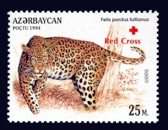 Anatolian Leopard (Felis pardus tullianus) - Overprint