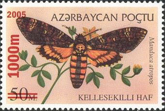 Death's Head Hawk Moth (Manduca atropos) - Surch and Opt