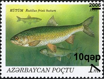 Caspian Kutum (Rutilus frisii kutum) - Surch and Opt