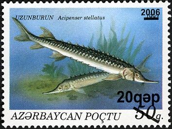 Stellate Sturgeon (Acipenser stellatus) - Surch and Opt