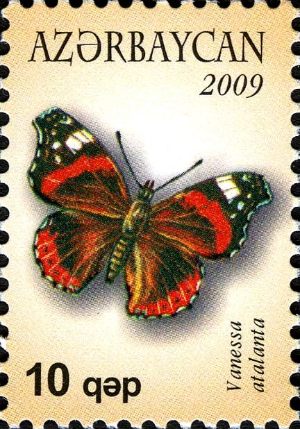 Red Admiral Butterfly (Vanessa atalanta)